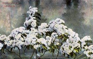 norman-martin-north-carolina-nc-asheville-0443.jpg, Asheville, North Carolina : norman-martin-north-carolina-nc-asheville-0443.jpg [4658431-595320202]