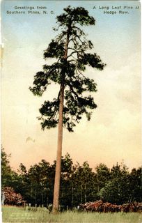 norman-martin-north-carolina-nc-moore-county-0051.jpg, Moore County, North Carolina : norman-martin-north-carolina-nc-moore-county-0051.jpg [1903305-97204320]