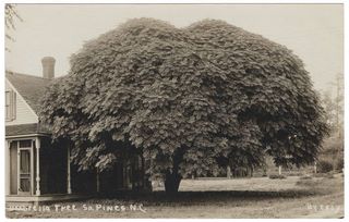 norman-martin-north-carolina-nc-moore-county-0057.jpg, Moore County, North Carolina : norman-martin-north-carolina-nc-moore-county-0057.jpg [1903311-97320204]