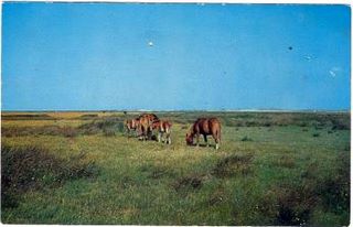 norman-martin-north-carolina-nc-ocracoke-0006.jpg, Ocracoke, North Carolina : norman-martin-north-carolina-nc-ocracoke-0006.jpg [1572595-26320206]