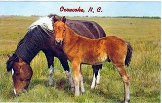 norman-martin-north-carolina-nc-ocracoke-0021.jpg, Ocracoke, North Carolina : norman-martin-north-carolina-nc-ocracoke-0021.jpg [1572610-26320204]