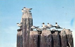 norman-martin-north-carolina-nc-outer-banks-0009.jpg, Outer Banks, North Carolina : norman-martin-north-carolina-nc-outer-banks-0009.jpg [1512312-145320201]