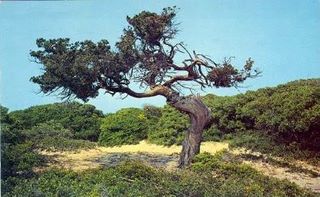 norman-martin-north-carolina-nc-outer-banks-0064.jpg, Outer Banks, North Carolina : norman-martin-north-carolina-nc-outer-banks-0064.jpg [1512367-145320197]