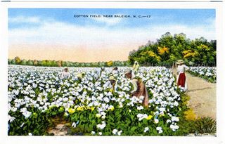 norman-martin-north-carolina-nc-wake-county-0066.jpg, Wake County, North Carolina : norman-martin-north-carolina-nc-wake-county-0066.jpg [42932-108320205]